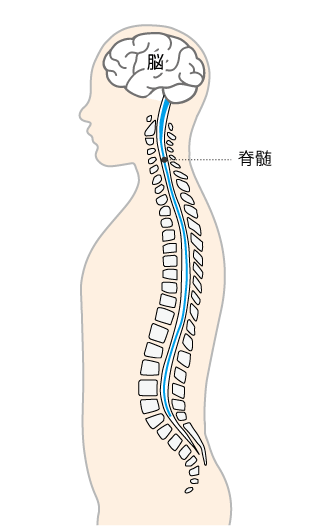 脊髄