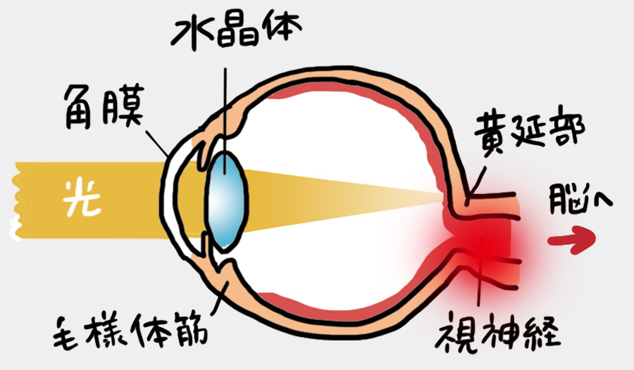 視神経の損傷