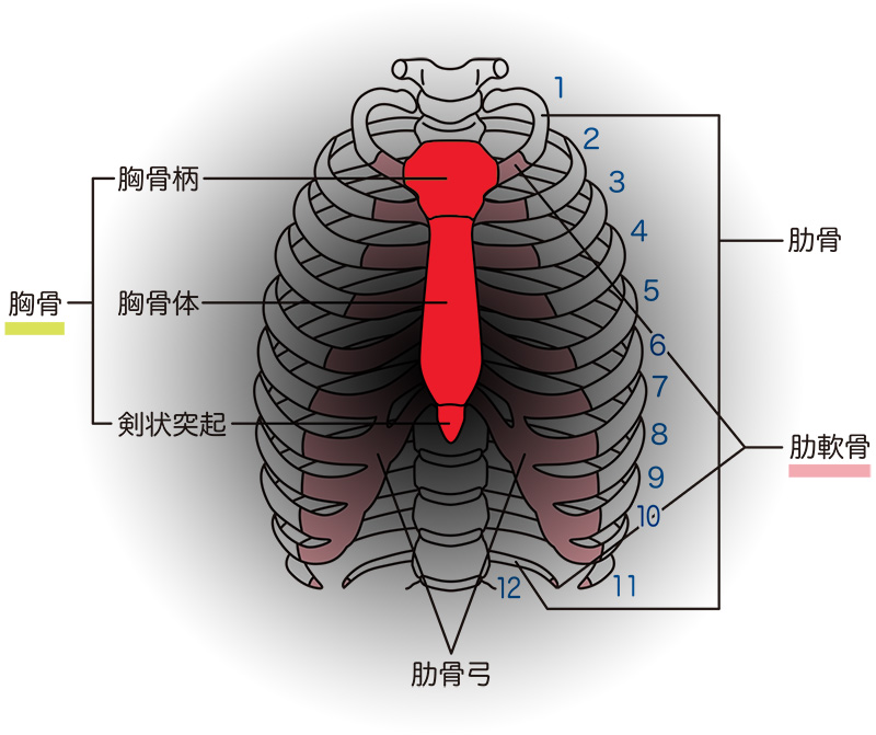 胸骨骨折