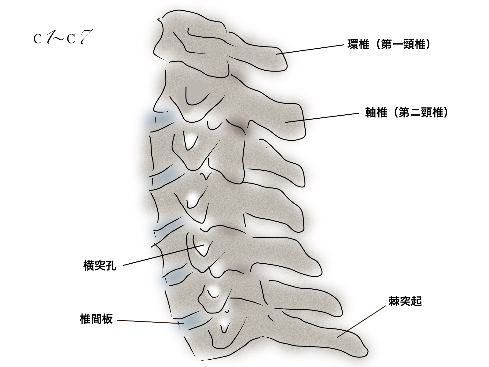 首の骨