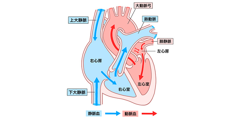 循環器