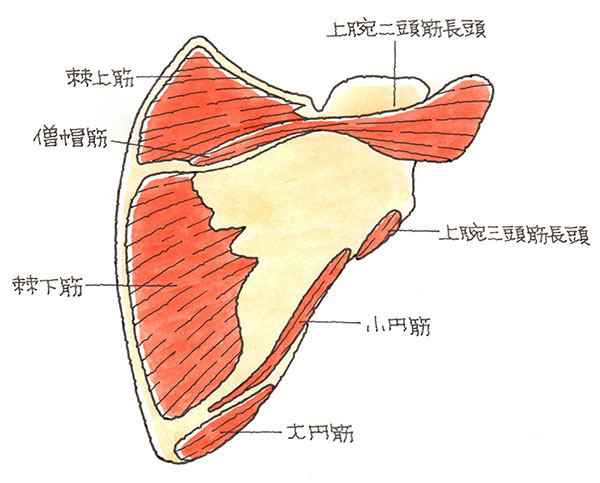 肩甲骨周りの筋肉群
