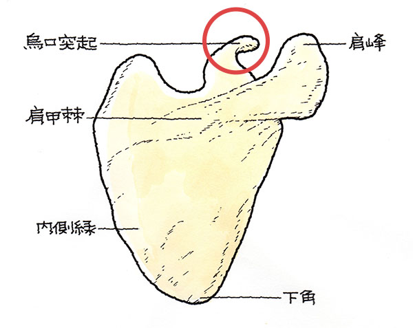 肩甲骨烏口突起の骨折