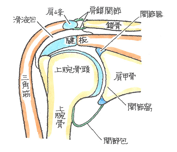 肩関節の構造