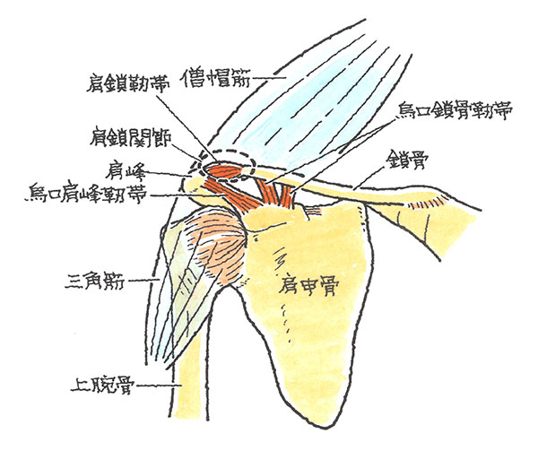肩鎖関節