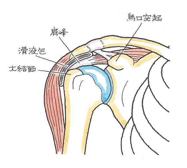 肩関節