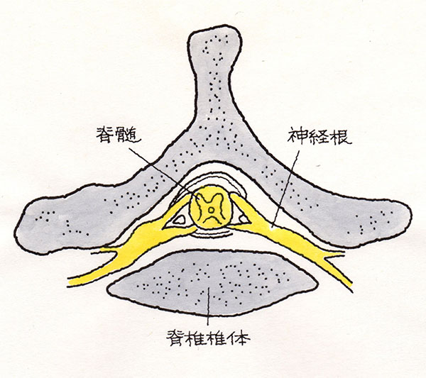 脊髄、神経根